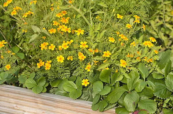 523182 - Tagète citron (Tagetes tenuifolia)
