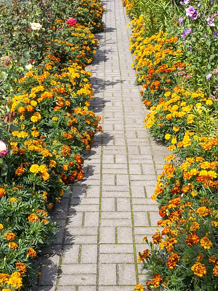 490002 - Tagètes (Tagetes)