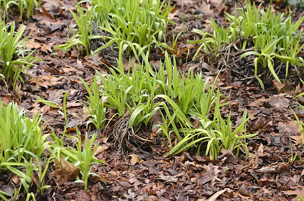 553013 - Taglilie (Hemerocallis Crimson Pirate)