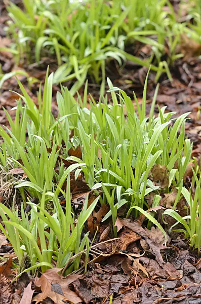 553014 - Taglilie (Hemerocallis Crimson Pirate)
