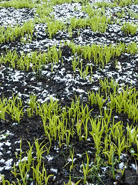 458006 - Taglilie (Hemerocallis dumortieri)