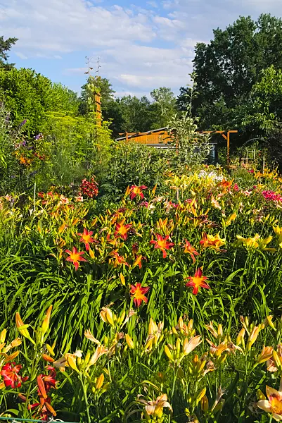 670014 - Taglilien (Hemerocallis)