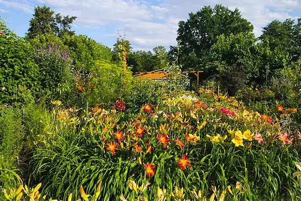 670015 - Taglilien (Hemerocallis)