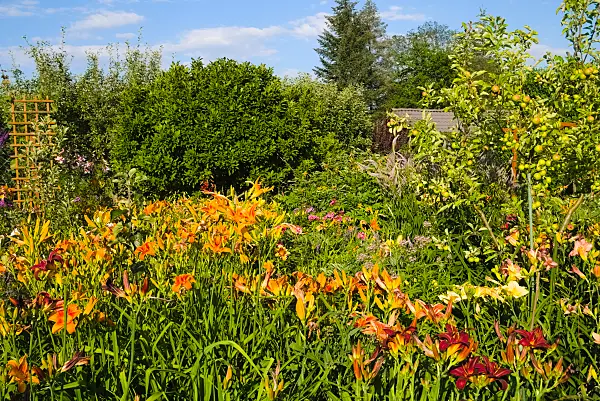 670016 - Taglilien (Hemerocallis)