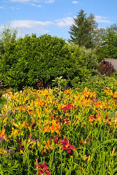 670017 - Taglilien (Hemerocallis)