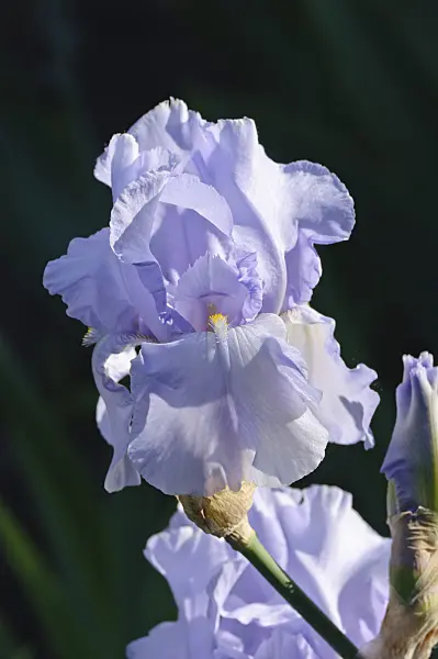 472185 - Tall bearded iris (Iris barbata elatior 'Blue Saphire')
