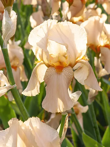 460122 - Tall bearded iris (Iris barbata elatior 'Cherie')