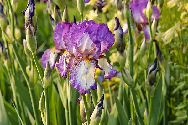 484266 - Tall bearded iris (Iris barbata elatior 'Cool Comfort')