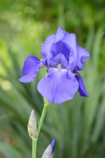 472153 - Tall bearded iris (Iris barbata elatior 'Danube Wave')