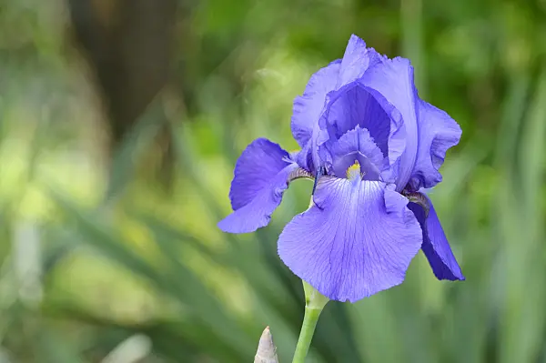 472154 - Tall bearded iris (Iris barbata elatior 'Danube Wave')