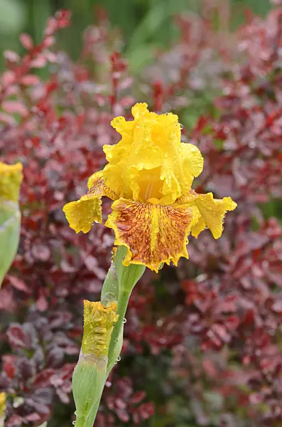 508214 - Tall bearded iris (Iris barbata elatior 'Dazzling Gold')