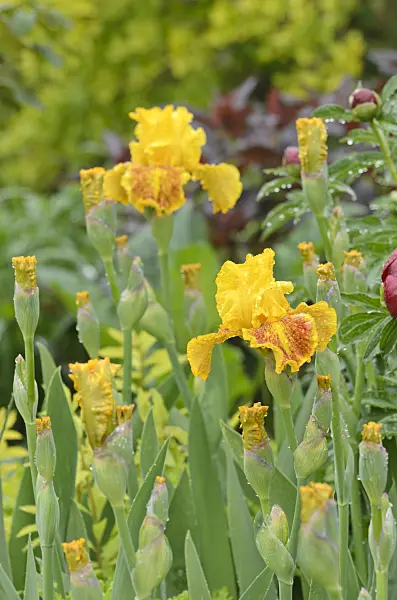 508215 - Tall bearded iris (Iris barbata elatior 'Dazzling Gold')
