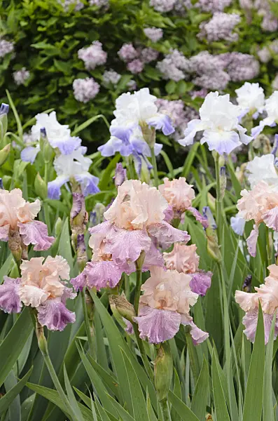 508244 - Tall bearded iris (Iris barbata elatior 'Fountain of Youth')