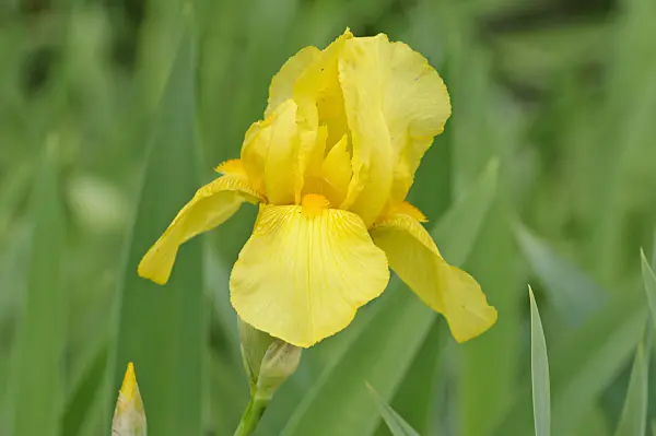 472139 - Tall bearded iris (Iris barbata elatior 'Goldfackel')