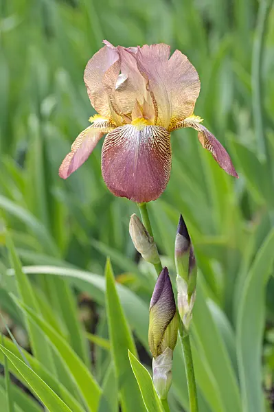 472141 - Tall bearded iris (Iris barbata elatior 'Gustel')