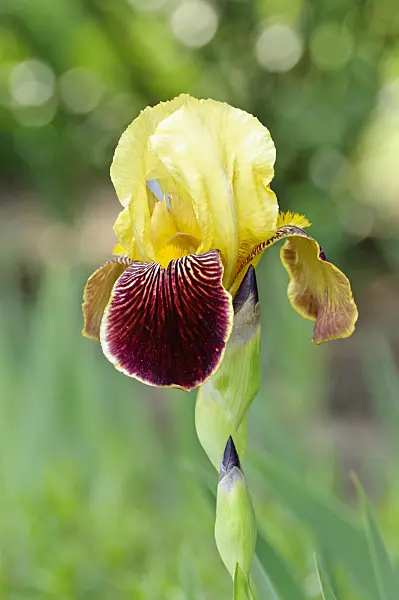 472151 - Tall bearded iris (Iris barbata elatior 'Lambent')