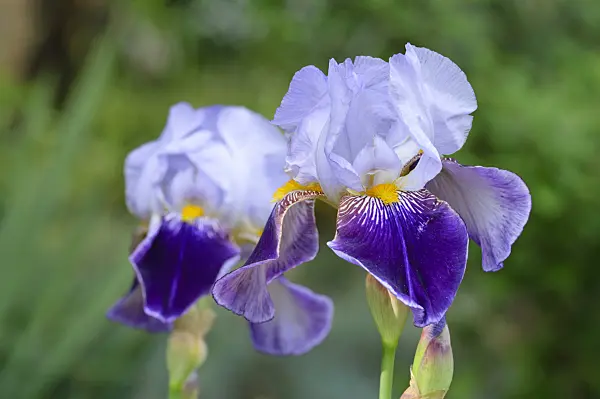 472138 - Tall bearded iris (Iris barbata elatior 'Lothario')