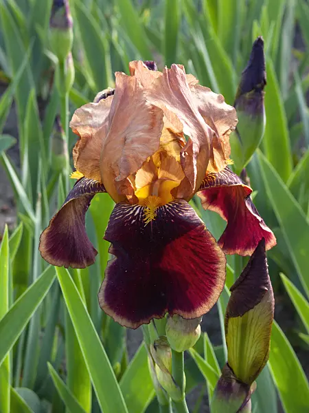 401256 - Tall bearded iris (Iris barbata elatior 'Louvois')