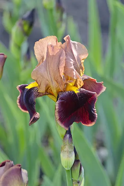472199 - Tall bearded iris (Iris barbata elatior 'Louvois')