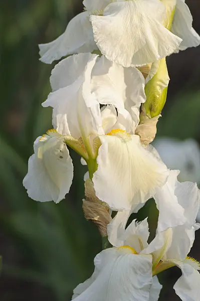 472194 - Tall bearded iris (Iris barbata elatior 'New Snow')