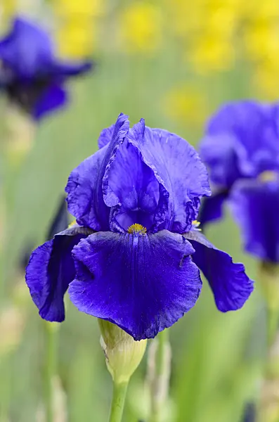 545005 - Tall bearded iris (Iris barbata elatior 'Pledge Allegiance')