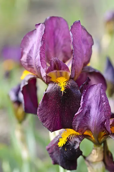 472068 - Tall bearded iris (Iris barbata elatior 'Ruby Glow')