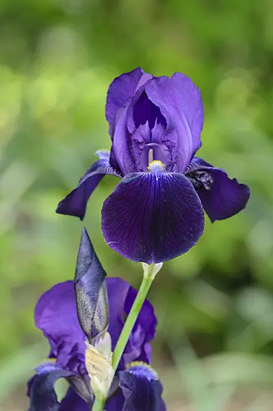 472152 - Tall bearded iris (Iris barbata elatior 'Sable')