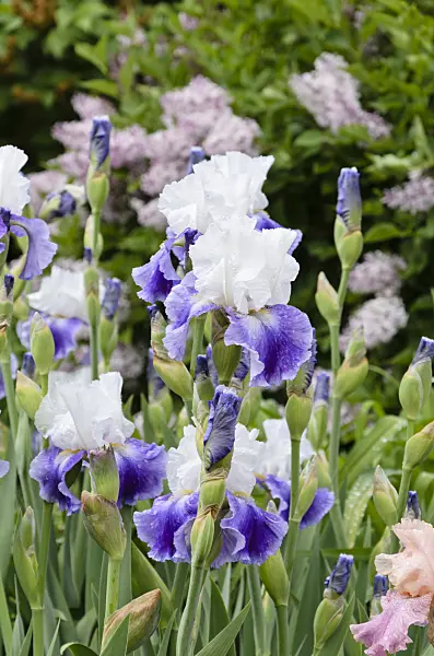 508243 - Tall bearded iris (Iris barbata elatior 'Slapstick')