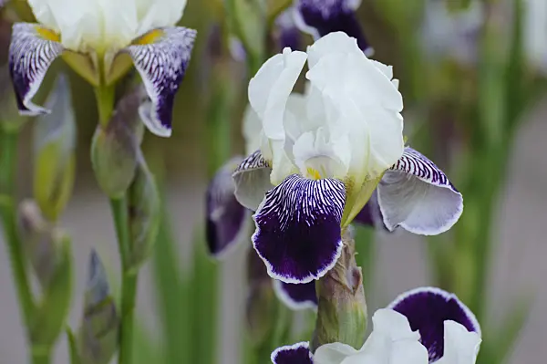 472191 - Tall bearded iris (Iris barbata elatior 'Toelleturm')