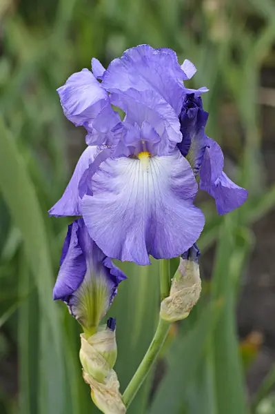 472198 - Tall bearded iris (Iris barbata elatior 'Violet Harmony')