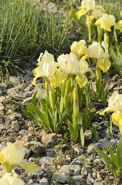 495366 - Tall bearded iris (Iris barbata media 'Sonnentrude')