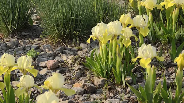 495388 - Tall bearded iris (Iris barbata media 'Sonnentrude')