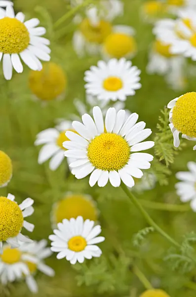 521471 - Tall chamomile (Anthemis altissima syn. Cota altissima)