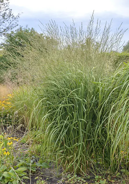 547209 - Tall moor grass (Molinia arundinacea 'Windspiel')