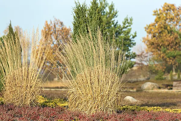 638171 - Tall moor grass (Molinia arundinacea 'Windspiel')