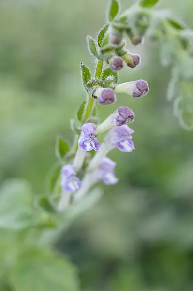 488019 - Tall skullcap (Scutellaria altissima)
