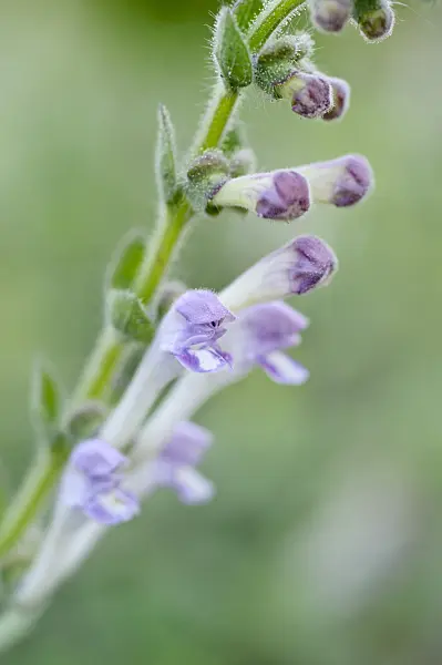 488020 - Tall skullcap (Scutellaria altissima)