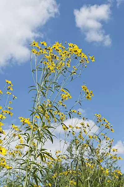 511139 - Tall tickseed (Coreopsis tripteris)