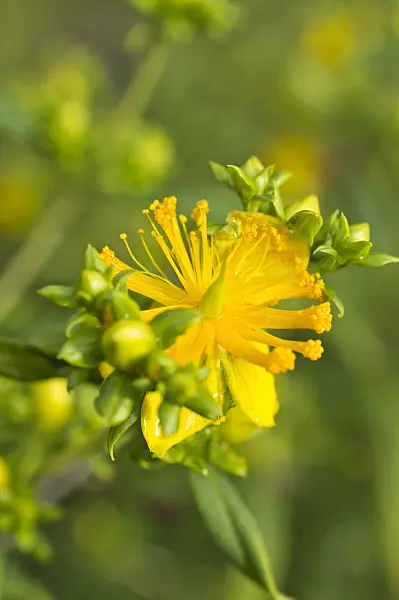 510040 - Tall tutsan (Hypericum x inodorum)