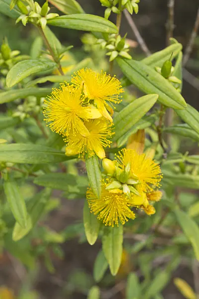 558349 - Tall tutsan (Hypericum x inodorum)