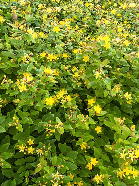 462123 - Tall tutsan (Hypericum x inodorum 'Excellent Flair')