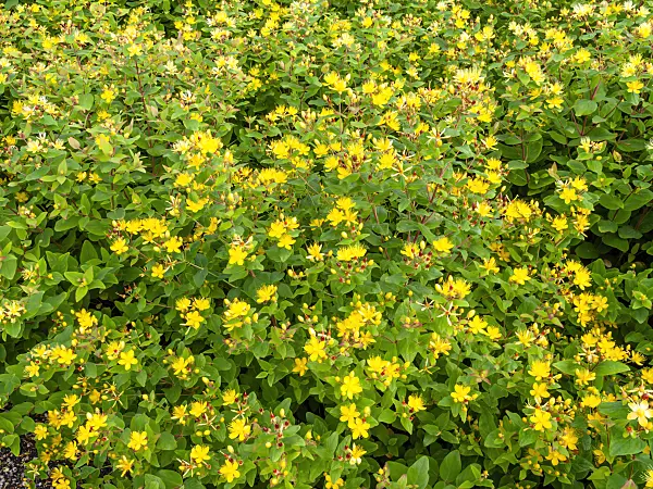462124 - Tall tutsan (Hypericum x inodorum 'Excellent Flair')
