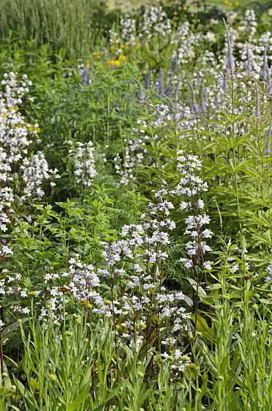 521140 - Talus slope penstemon (Penstemon digitalis)