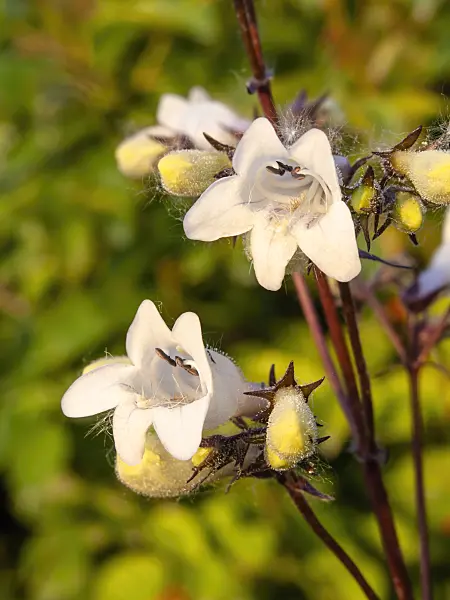 438251 - Talus slope penstemon (Penstemon digitalis 'Husker's Red')