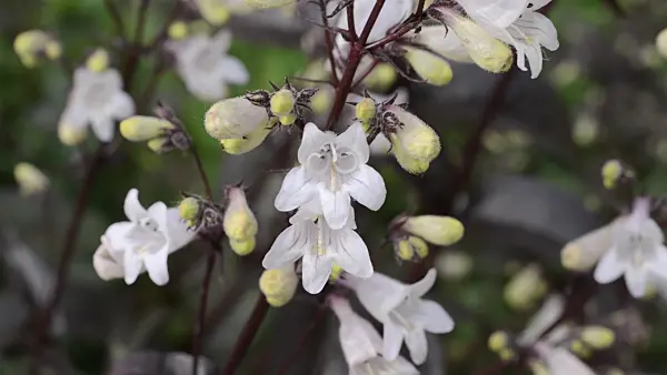 496363 - Talus slope penstemon (Penstemon digitalis 'Husker's Red')
