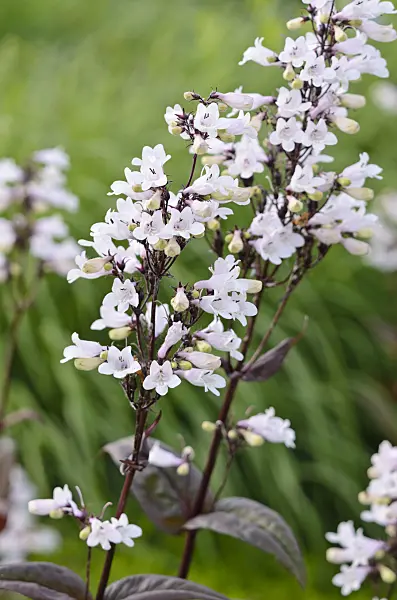 522039 - Talus slope penstemon (Penstemon digitalis 'Husker's Red')