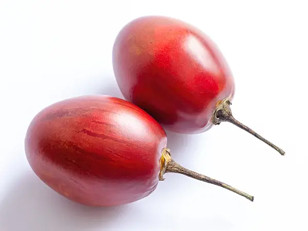 434006 - Tamarillo (Solanum betaceum syn. Cyphomandra betacea)