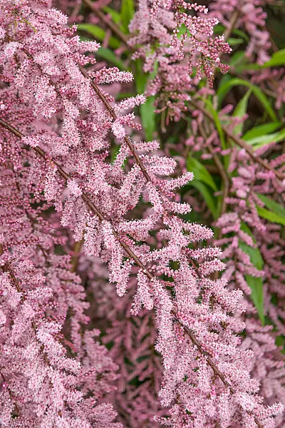 664455 - Tamaris à petites fleurs (Tamarix parviflora)