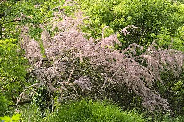 484305 - Tamarisk (Tamarix)