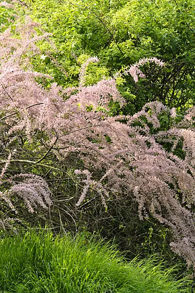 484306 - Tamarisk (Tamarix)